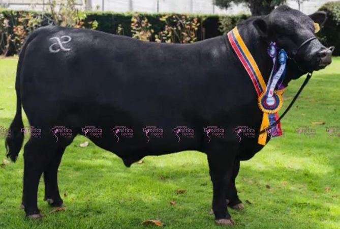 toros-carne-angus-negro