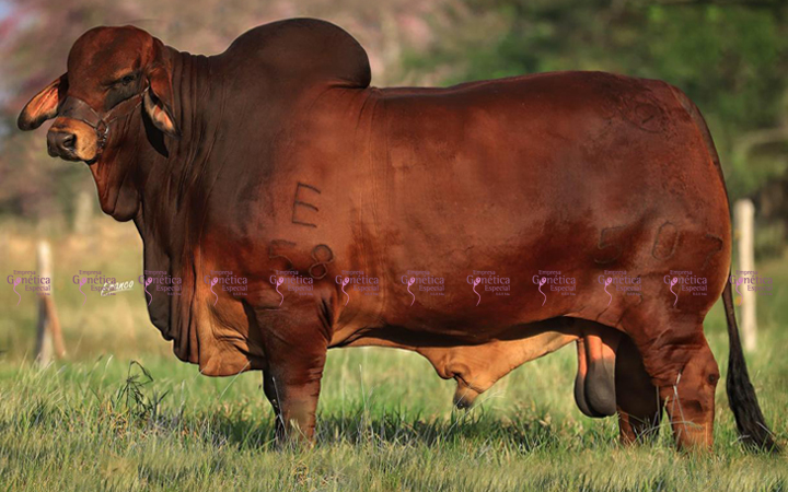 toros-carne-brahman-rojo