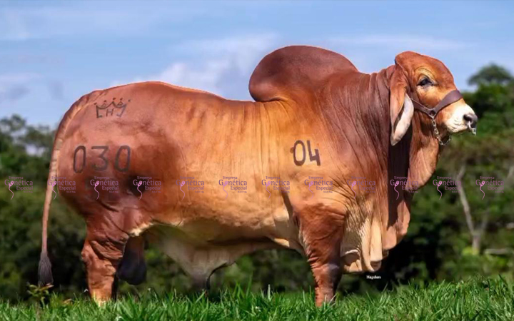 toros-carne-brahman-rojo