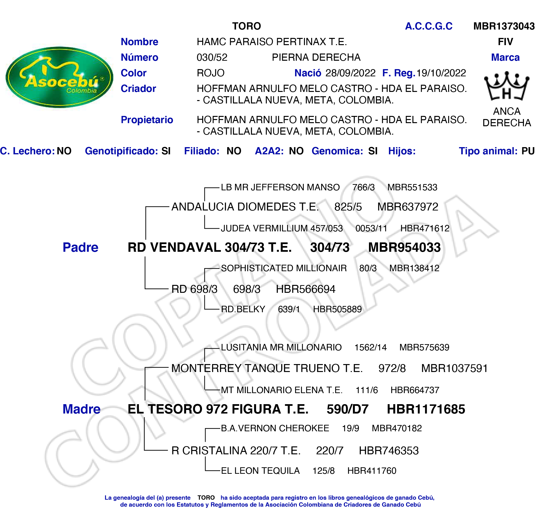 toros-carne-brahman-rojo