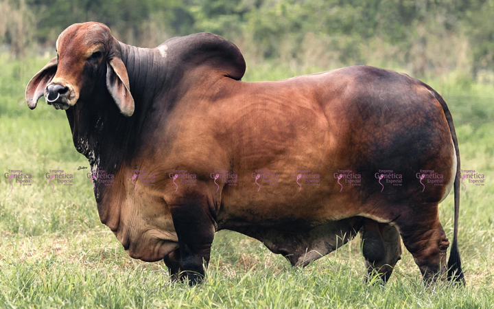 toros-carne-brahman-rojo