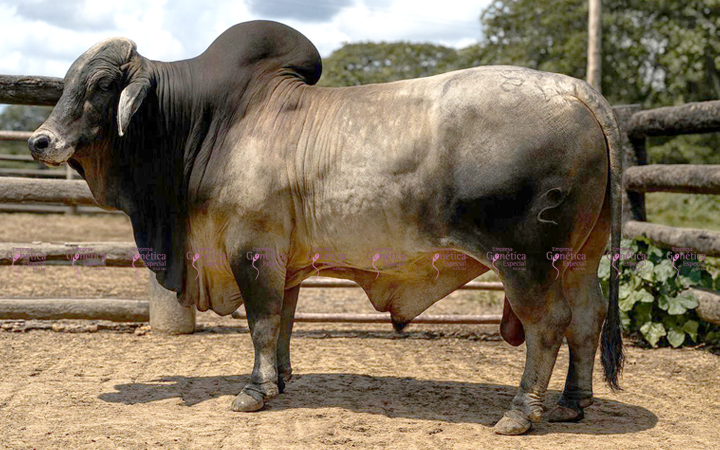 toros-carne-brahman-gris
