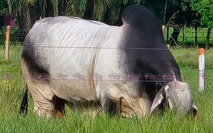 toros-carne-brahman-gris