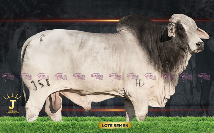 toros-carne-brahman-gris