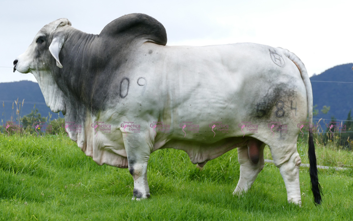 toros-carne-brahman-gris