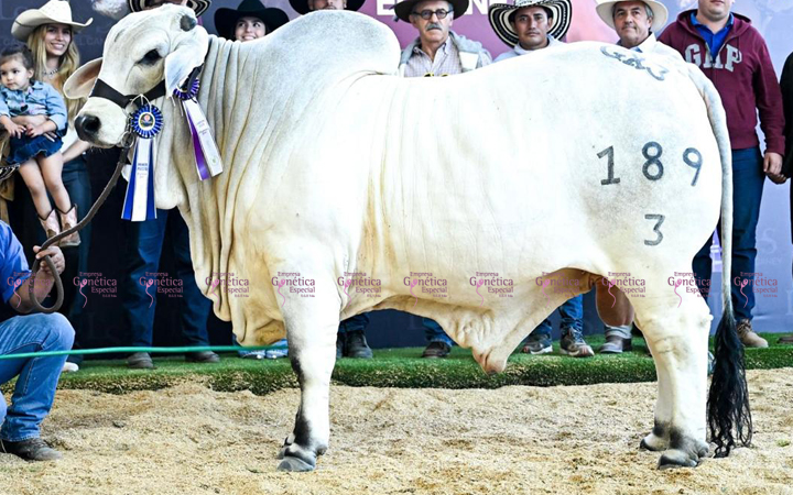 toros-carne-brahman-gris
