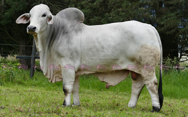 toros-carne-brahman-gris