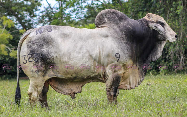 toros-carne-brahman-gris