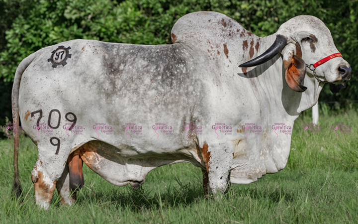 toros-leche-gyr-lucio