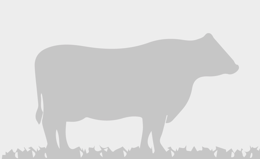 toros-leche-gyr-lucio