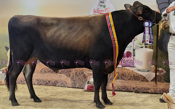 toros-leche-jersey-bilbao