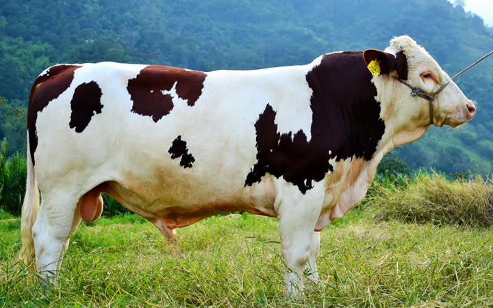 toros-leche-monbeliarde-lider
